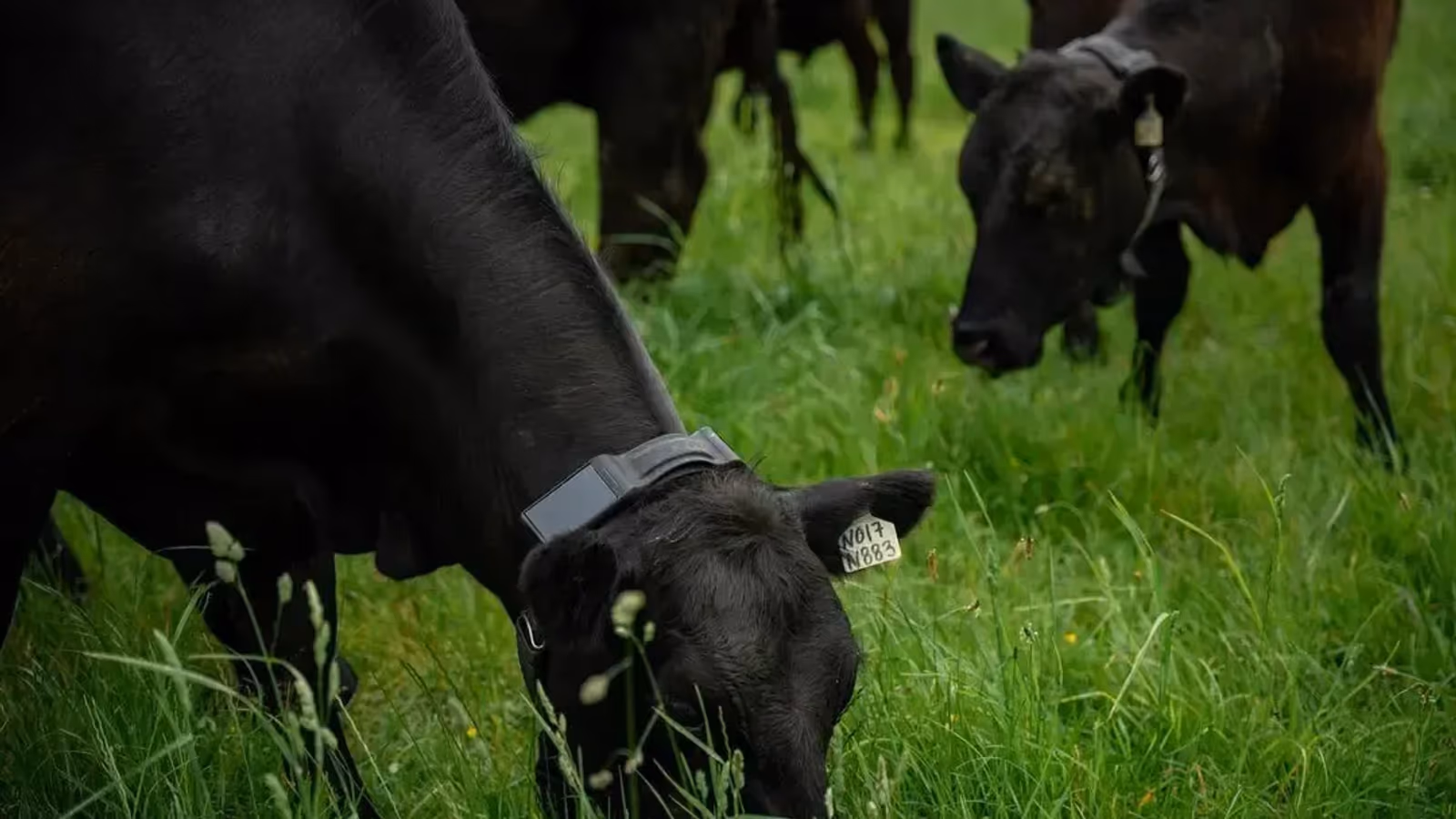 Halter Aproxima-se de Valoração de US$ 2 Bi com Collar de IA para Gado