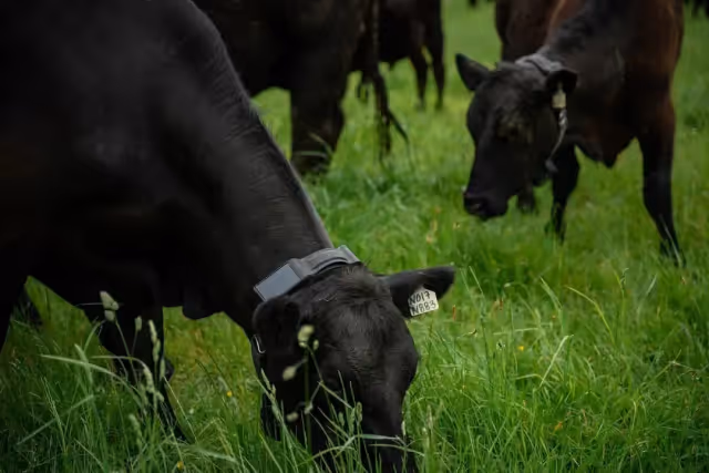 Halter Aproxima-se de Valoração de US$ 2 Bi com Collar de IA para Gado